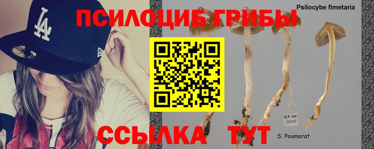 Псилоцибиновые грибы Cubensis Коломна